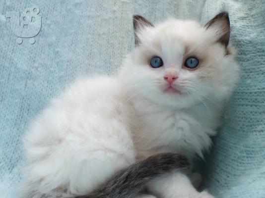 PoulaTo: Ragdoll - Blue Bicolour